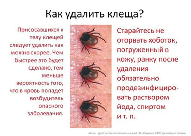 http://www.ognikuban.tw1.ru/wp-content/uploads/2017/04/16klesh1323212322