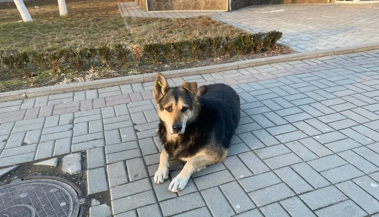 https://ognikubani.ru/wp-content/uploads/2023/08/photo_2023-01-27_09-21-39