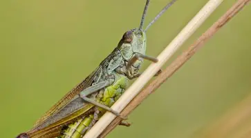 https://ognikubani.ru/wp-content/uploads/2020/07/desert-locust-1872060_1280