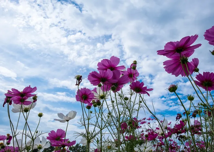 https://ognikubani.ru/wp-content/uploads/2023/07/cosmos-rozovye-nebo-solntse-leto-field-summer-pole-pink-fl-2