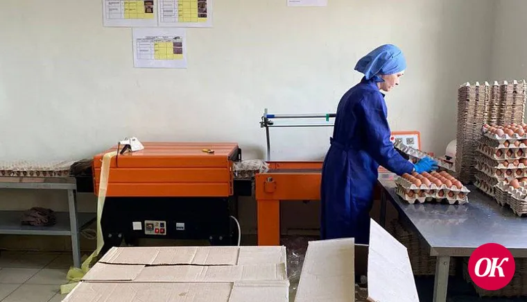 Кубанский поставщик яиц увеличил выработку продукции на 20%