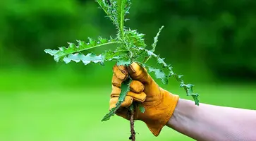 https://ognikubani.ru/wp-content/uploads/2020/05/weeds_inside_post_result