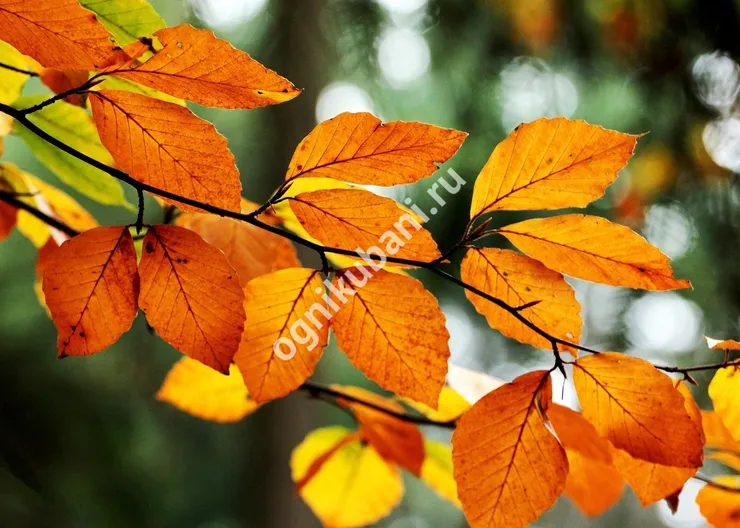 https://ognikubani.ru/wp-content/uploads/2019/11/fonstola.ru-149101
