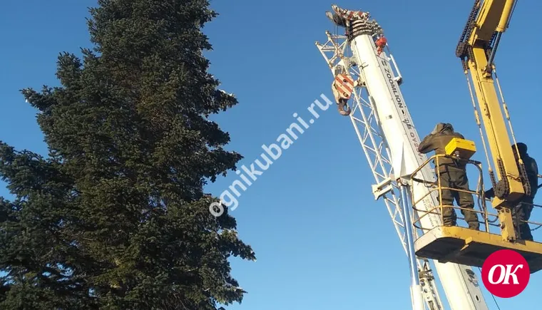 Главную елку района везут из станицы Тбилисской