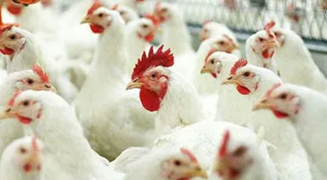 http://www.ognikuban.tw1.ru/wp-content/uploads/2016/05/poultry_chechen_region