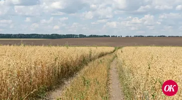 Конфликт в семье фермеров перерос в голодовку