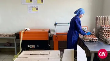 Кубанский поставщик яиц увеличил выработку продукции на 20%
